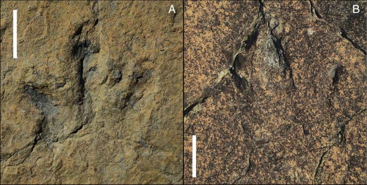 رمز گشایی ردپاهای به جا مانده از دایناسورها در محوطه لاریوخا اسپانیا
