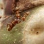 مورچه آزتکا آسیب‌های بدنه درختان میزبان لانه خود را ترمیم می‌کند