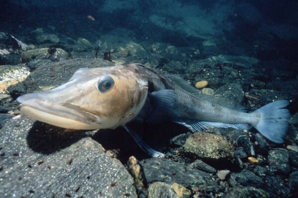 آیا دریای قطب جنوب مستعمره ماهی‌های غول‌پیکر بوده است؟