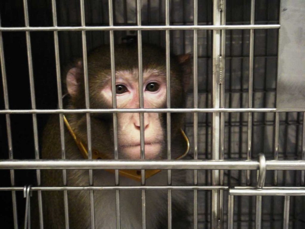 نورالینک به آزار و مرگ حداقل ۱۵ میمون در آزمایش‌های خود متهم شد