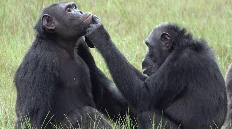 شامپانزه ها 1