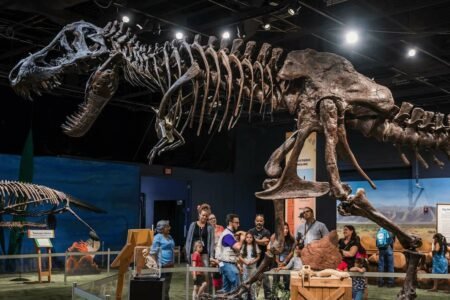 گران‌ترین و کامل‌ترین فسیل دایناسور تی‌.رکس سر از موزه‌ای در ابوظبی درآورد