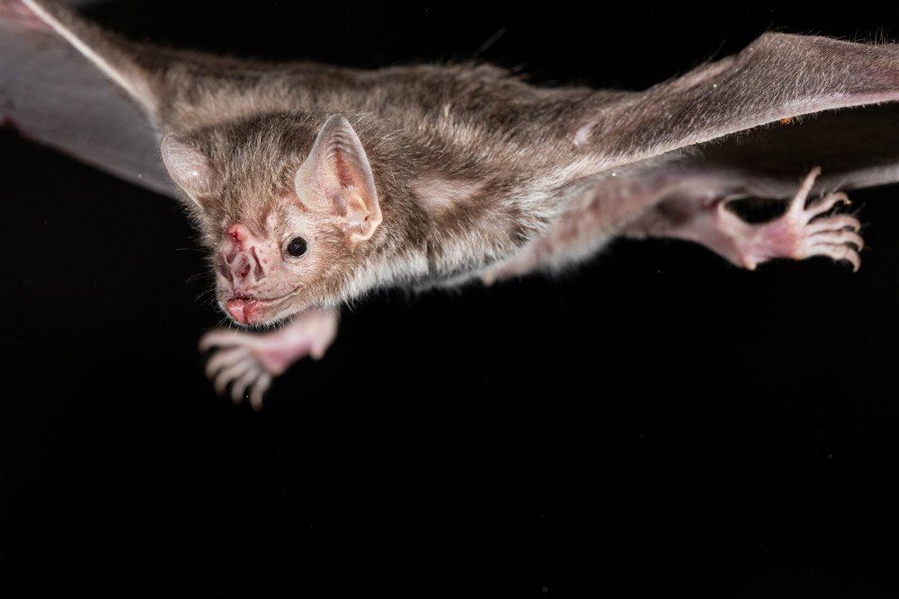 خفاش خون‌آشام چگونه فقط با تغذیه از خون زنده می‌ماند؟