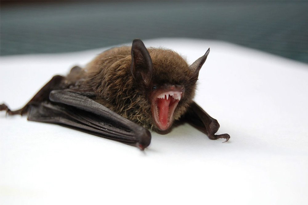 خفاش خون‌آشام چگونه فقط با تغذیه از خون زنده می‌ماند؟