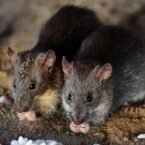 دانشمندان روی احیا کردن موش صحرایی منقرض شده از طریق مطالعه DNA کار می‌کنند