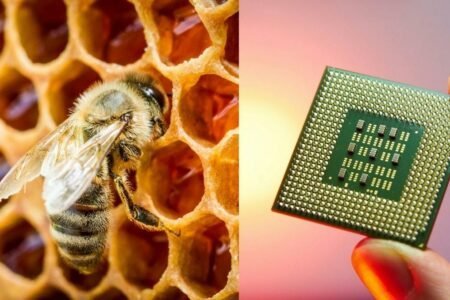 محققان با استفاده از عسل تراشه کامپیوتری شبیه مغز انسان ساختند