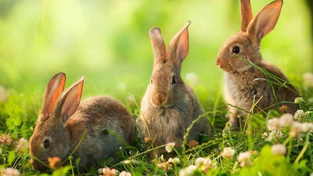آزمایش واکسن خود تکثیر شونده خرگوش های وحشی