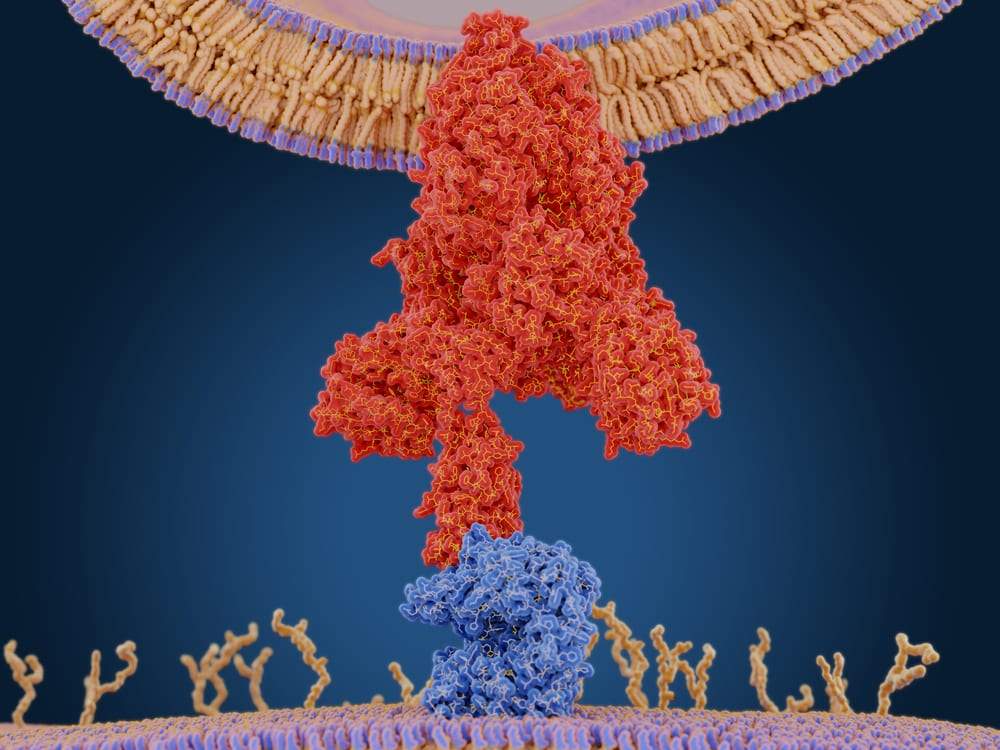 پروتئین سنبله
محل جهش های اصلی ویروس کرونا