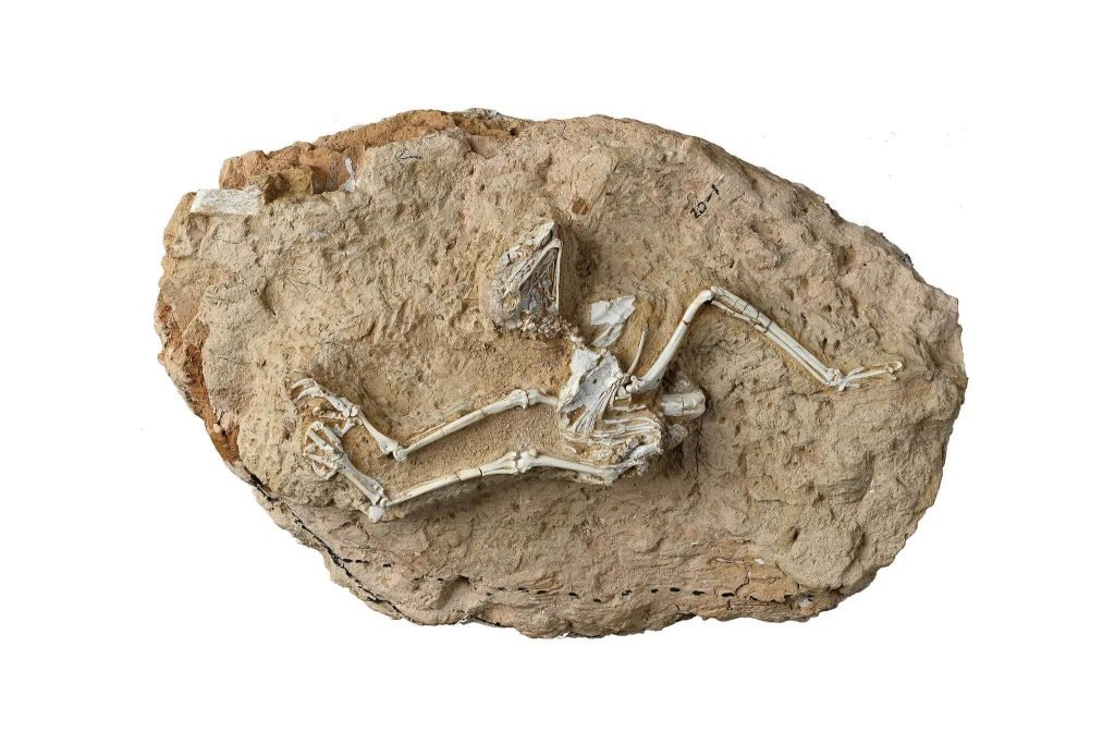 کشف فسیلی که نشان می‌دهد چرا بعضی از جغدها به شکارچیان روز تبدیل شدند