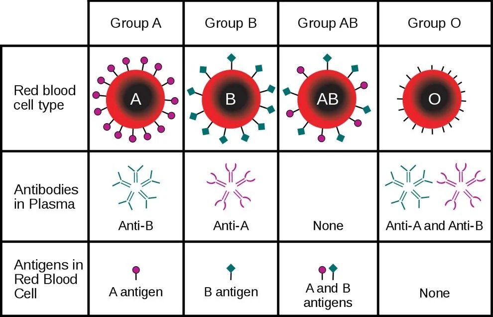 جدول آنتی‌بادی‌ها و آنتی‌ژن‌ها در گروه‌های مختلف خونی