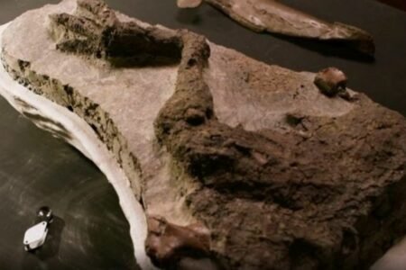 کشف فسیل سالم پای یک دایناسور از زمان برخورد سیارک به زمین