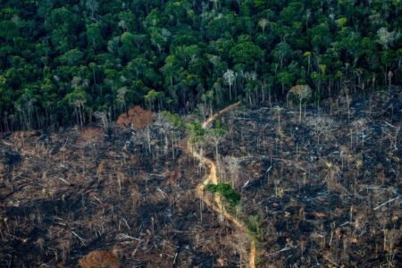 جنگل‌های دنیا؛ دهه‌ها نابودی و تغییر