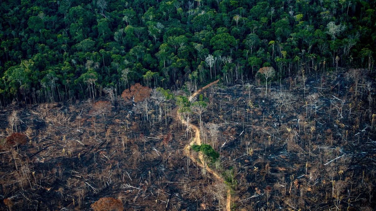 جنگل‌های دنیا؛ دهه‌ها نابودی و تغییر