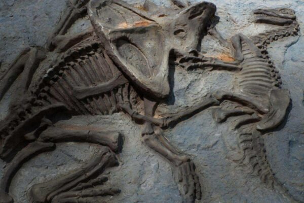 دانشمندان احتمالا یکی از قدیمی‌ترین اسرار مربوط به دایناسورها را حل کردند