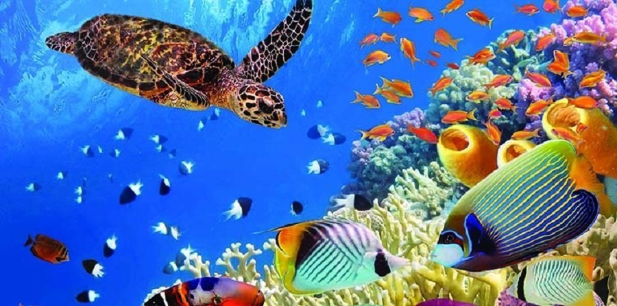 دانشمندان در مورد انقراض دسته جمعی اقیانوس‌ها هشدار می‌دهند
