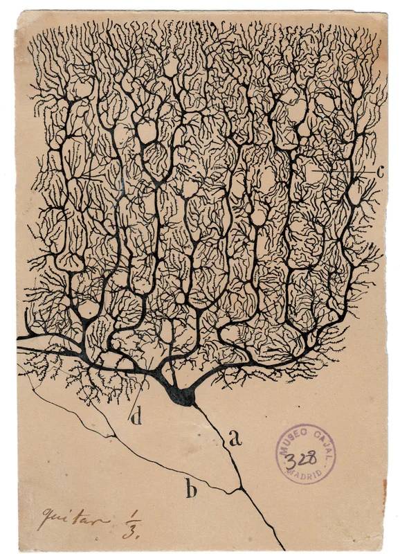 سلول های پورکنژ
نقاشی سانتیاگو رامون ئی کاخال