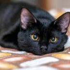 محققان ژاپنی: گربه ها نام یکدیگر را به خاطر می آورند