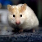 دستکاری ژنتیکی می‌تواند منجر به تغییرات غیرمنتظره در رفتار حیوانات شود