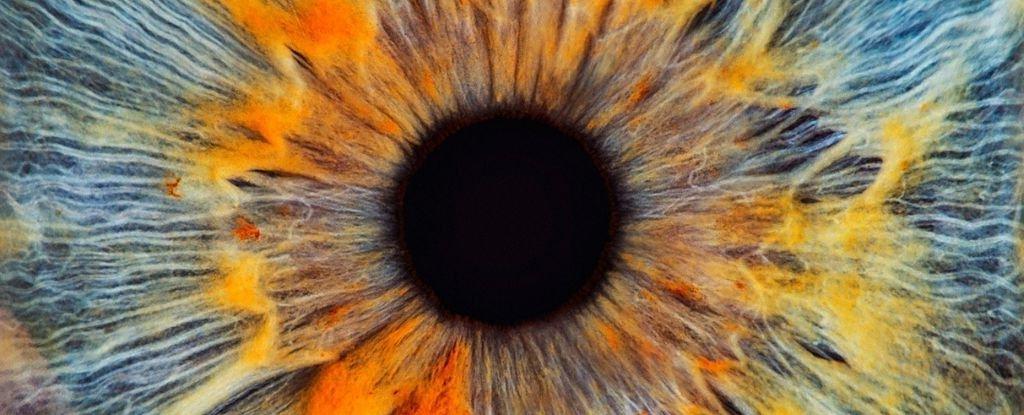 احیا بعد از مرگ؛ دانشمندان ارتباط نورون‌‌های شبکیه چشم فردی را بعد از فوت برقرار کردند