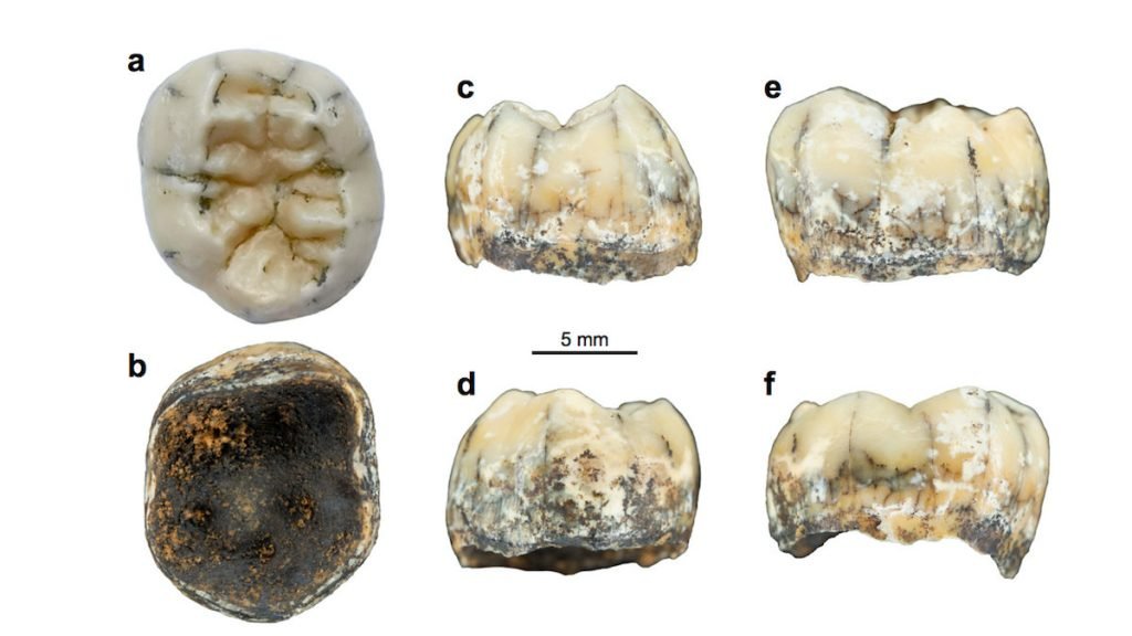 کشف دندان 164 هزار ساله که اطلاعات جدیدی درباره گونه منقرض شده انسان ارائه می‌کند