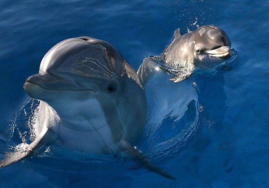 مطالعه جدید: دلفین‌‌ها با قدرت چشایی و طعم ادرار دوستان خود را شناسایی می‌کنند