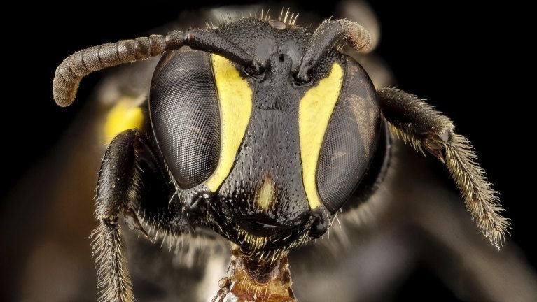 تولید پلاستیک تجزیه پذیر از طریق زنبورها