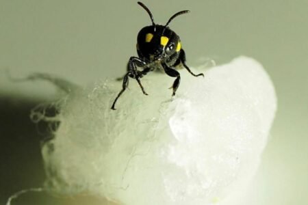 محققان نیوزلندی با استفاده از زنبورها نوعی پلاستیک تجزیه‌پذیر ساختند