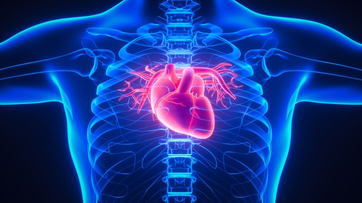 پژوهشی جدید از اسرار نحوه ترمیم قلب انسان توسط بدن پرده برمی‌دارد