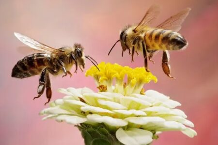 مغز مینیاتوری زنبور عسل می‌تواند اعداد زوج و فرد را تشخیص دهد [تماشا کنید]