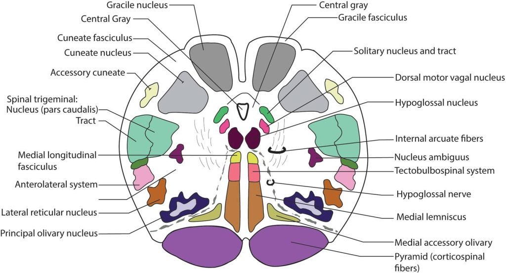 cuneate nucleus هسته میخی مغز