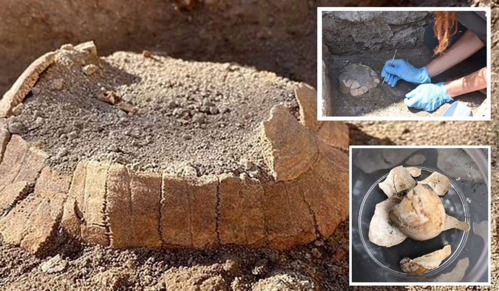 روزیاتو: بقایای یک لاک پشت باردار ۲,۰۰۰ ساله و تخم آن در پمپئی کشف شد