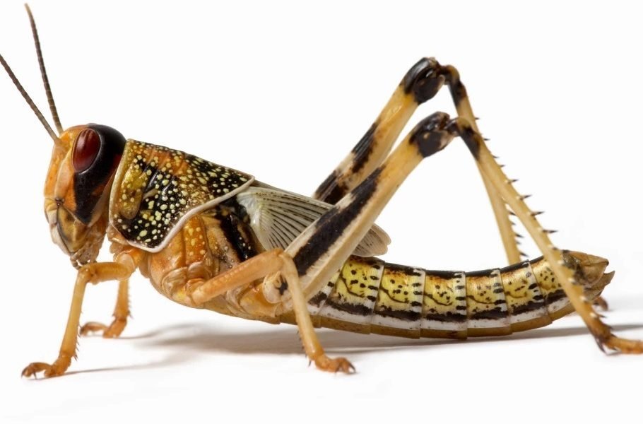 استفاده از ملخ جهت تشخیص سرطان