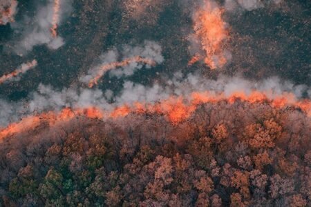 قدیمی‌ترین آتش سوزی‌ ثبت شده تاریخ قدمتی 430 میلیون ساله دارد