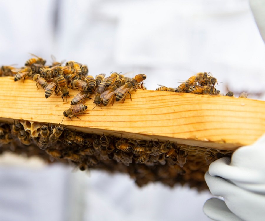 دادگاه کالیفرنیا: زنبورها را می‌توان به عنوان ماهی طبقه‌بندی کرد
