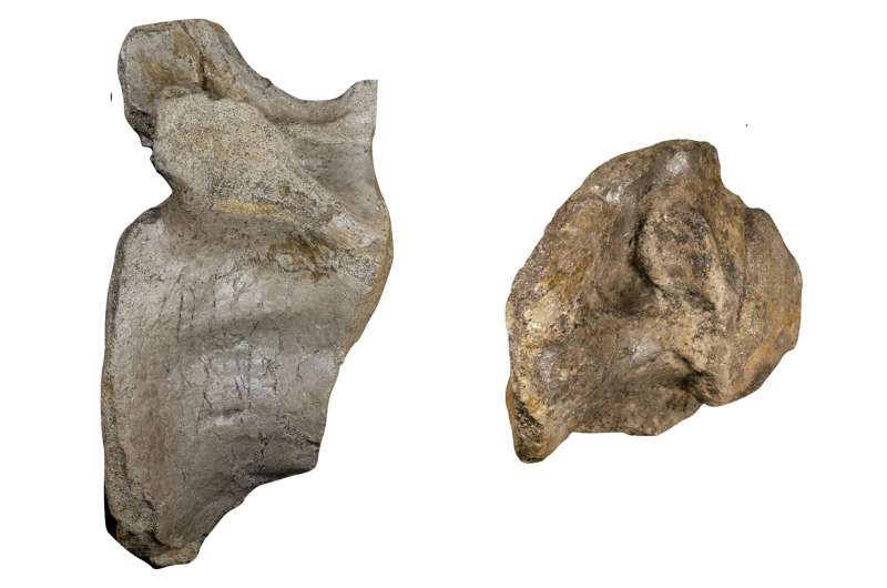 کشف فسیل دایناسور در جزیره وایت انگلستان