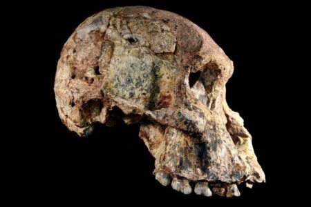 بازنویسی تاریخ بشر؛ فسیل‌های انسان‌تباران احتمالا 1 میلیون سال قدمت بیشتری دارند