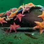 تصویری از ستاره‌های دریایی در حال بلعیدن شیر دریایی برنده مسابقه عکاسی شد