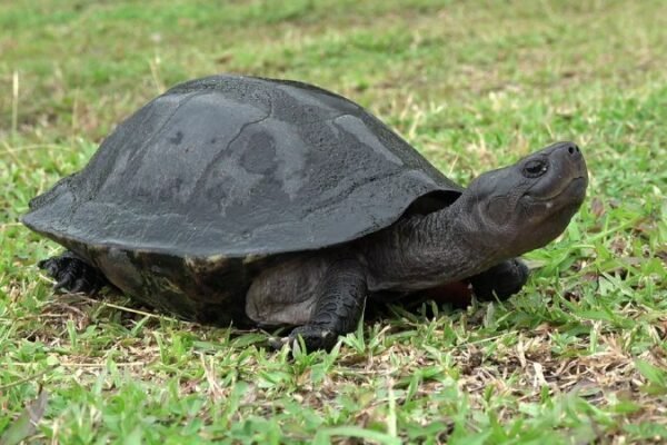 راز پیر نشدن لاک‌پشت‌ها، کلید احتمالی دستیابی به جوانی ماندگار انسان