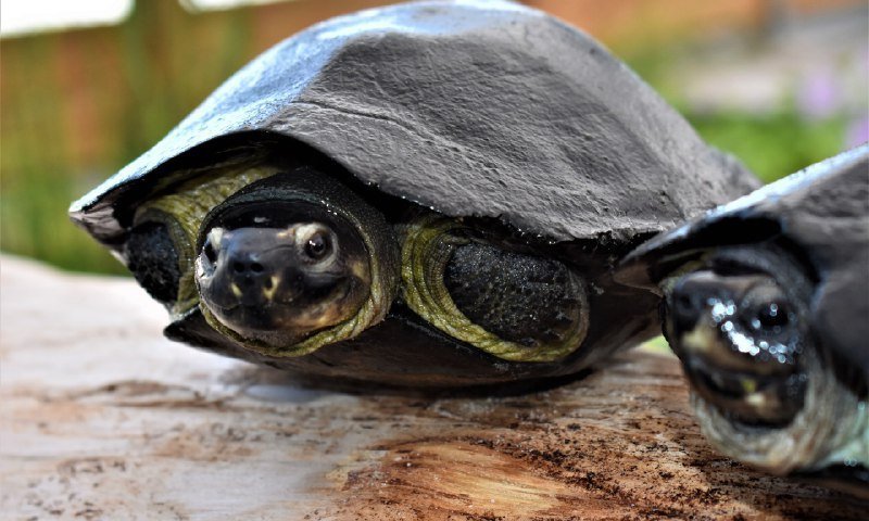 راز پیر نشدن لاک‌پشت‌ها، کلید احتمالی دستیابی به جوانی ماندگار انسان