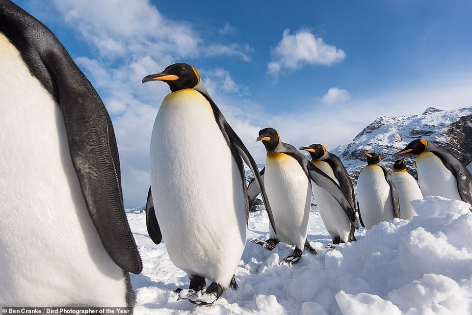 از رقص پنگوئن تا درمان جغد؛ فینالیست‌های مسابقه عکاسی پرندگان 2022 اعلام شدند