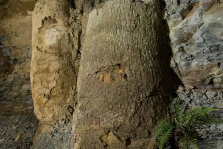 کشف یک جنگل عجیب 290 میلیون ساله در برزیل [تماشا کنید]