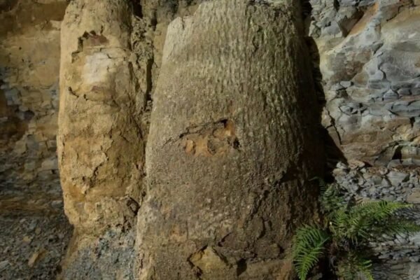 کشف یک جنگل عجیب 290 میلیون ساله در برزیل [تماشا کنید]