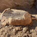 کشف بقایای یک لاک پشت باردار در شهر باستانی پمپئی باستان‌شناسان را شگفت‌زده کرد