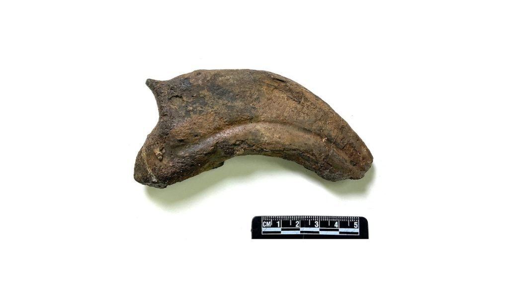 شناسایی فسیل 82 میلیون ساله دایناسوری که دستان قیچی مانند داشت