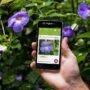 معرفی برنامه PlantNet؛ ابزاری برای شناسایی آسان گیاهان از طریق عکس