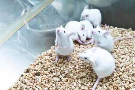 کلون‌سازی موش با استفاده از سلول‌های پوست خشک شده انجمادی برای اولین بار در جهان