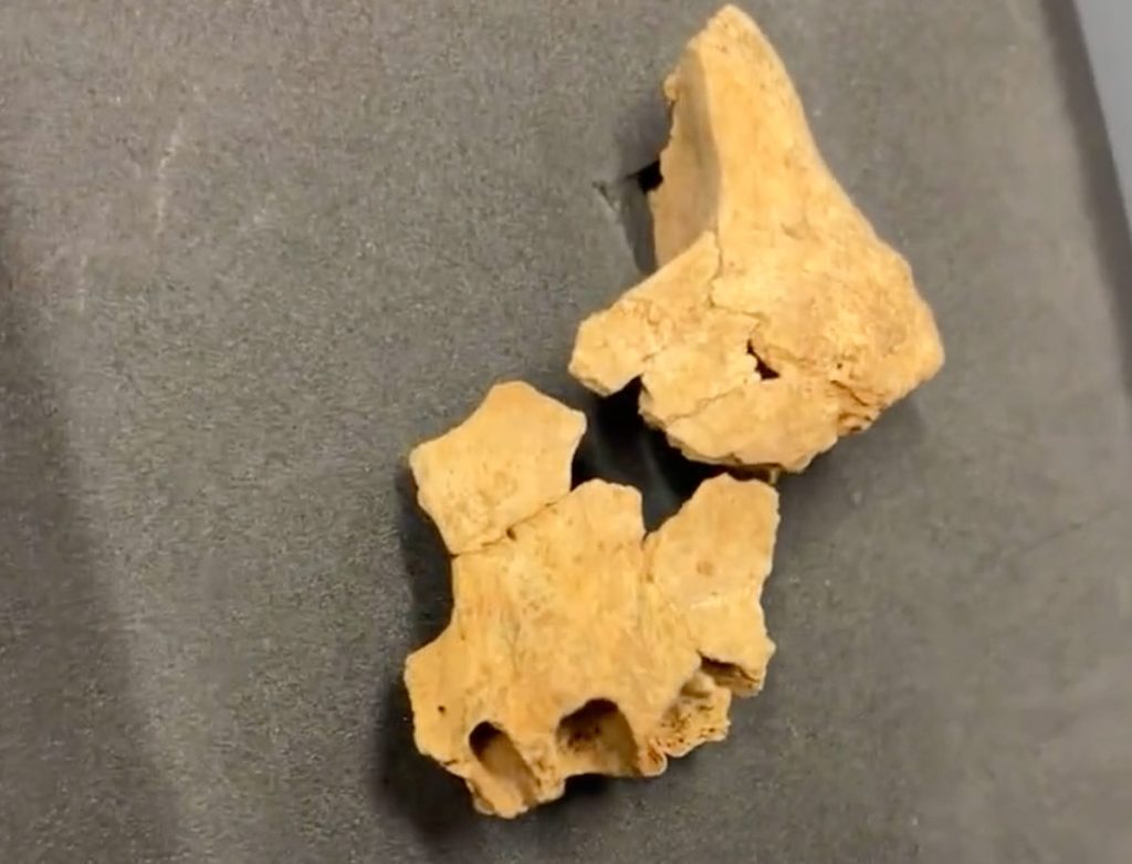 فسیل انسان 1.4 میلیون ساله