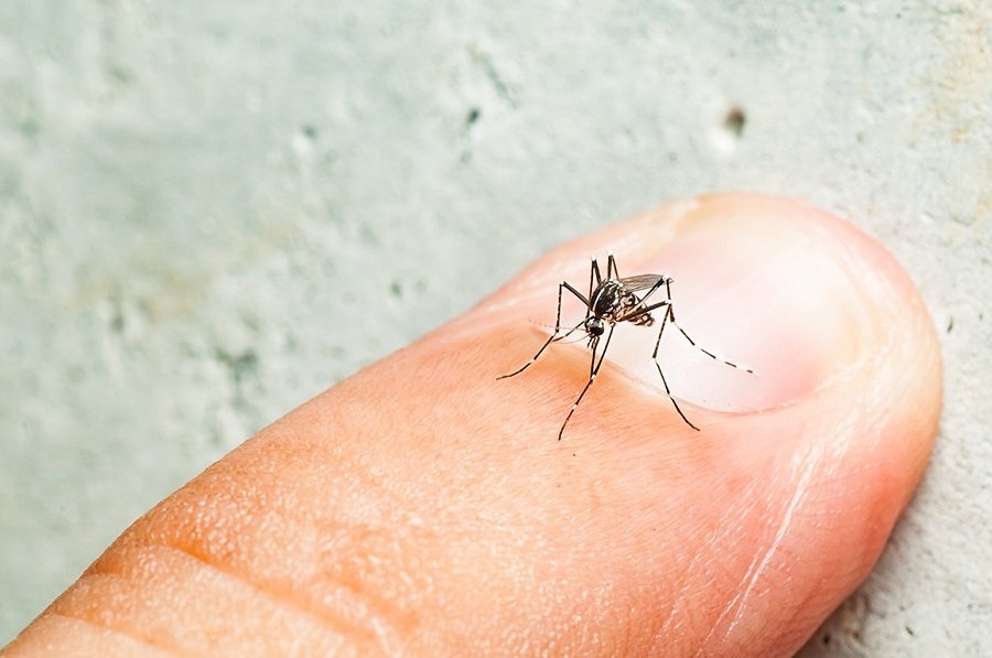 mosquito on finger قطب آی تی