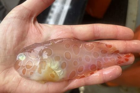 کشف جدید دانشمندان در سفر به اعماق  دریا: ماهی شفاف و عنکبوت دریایی غول پیکر