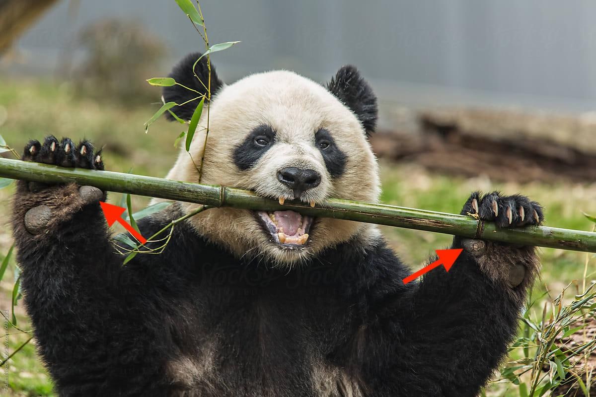 globetrotting-kids-pandas-in-chengdu-globetrotting-mama